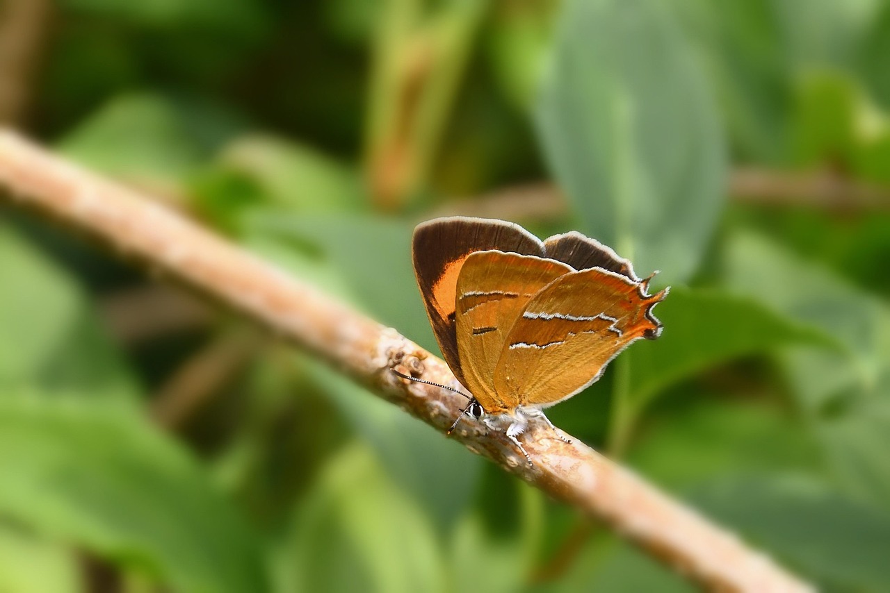 découvrez les plus beaux spots naturels pour échapper à la ville et vous reconnecter avec la nature. randonnées, paysages à couper le souffle et biodiversité vous attendent.