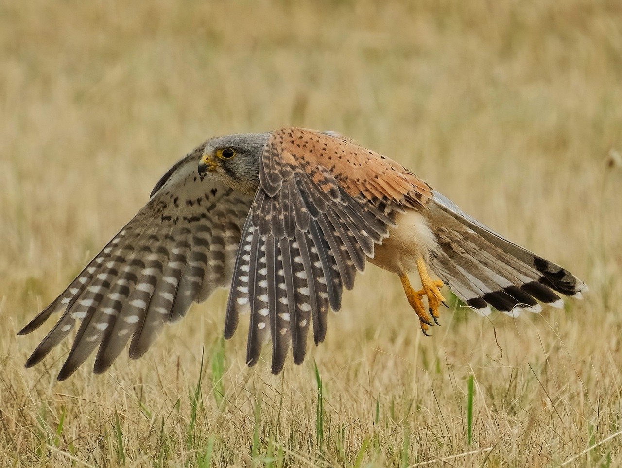 découvrez les plaisirs de l'observation des oiseaux avec notre guide complet de birdwatching, pour tous les passionnés de nature et de faune.