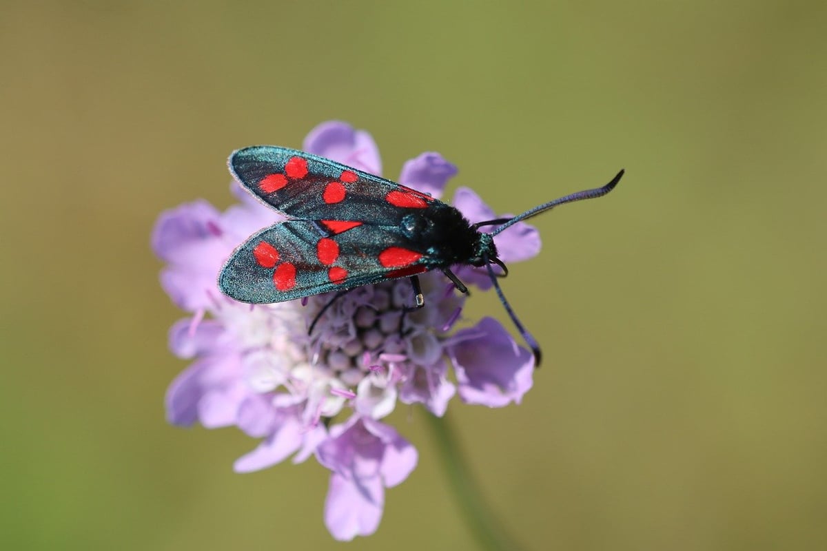 Quels sont les meilleurs spots nature à découvrir autour de Rang-du-Fliers ?