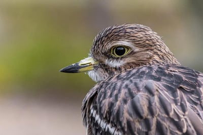 Où observer les oiseaux migrateurs autour de Rang-du-Fliers ?